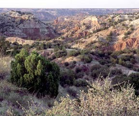 18.palodurocanyon_(archiv_wendelmann).jpg